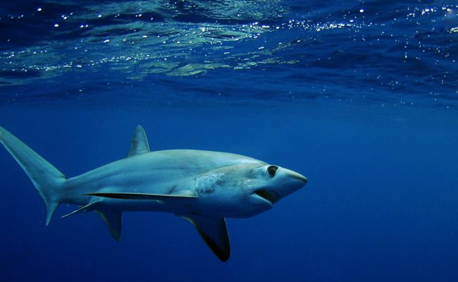 shark-1024×1024-underwater-best-diving-sites-4748